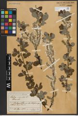 Foto von Salix aurita L.